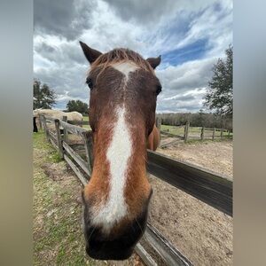 Meet your Posher, Carlos